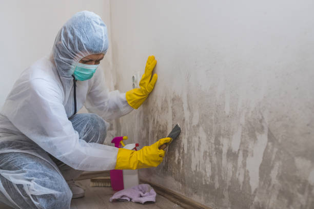 Best Professional Mold Removal  in Randolph Af, TX