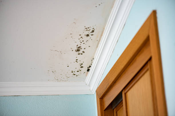 Best Black Mold Removal  in Randolph Af, TX