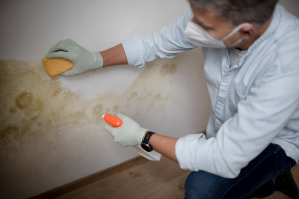 Best Crawl Space Mold Removal  in Randolph Af, TX