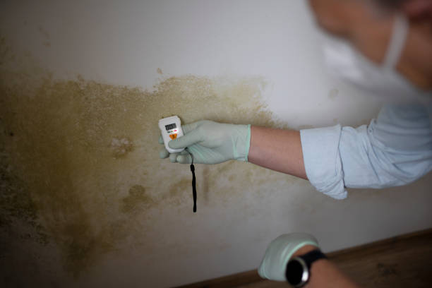 Best Local Mold Removal Service  in Randolph Af, TX