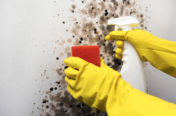 Best Mold Damage Repair  in Randolph Af, TX