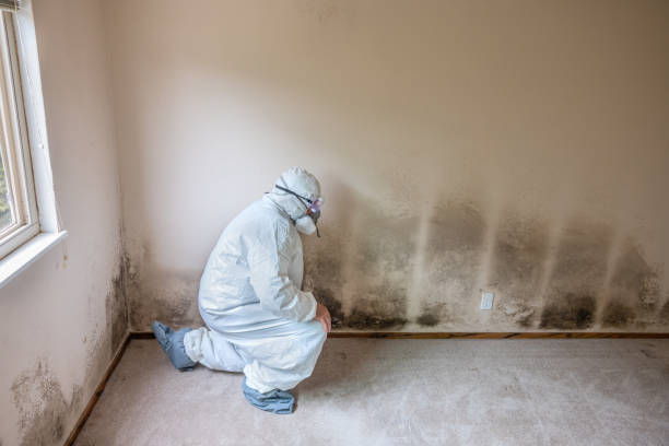 Best Black Mold Removal  in Randolph Af, TX