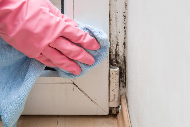 Best Emergency Mold Removal  in Randolph Af, TX