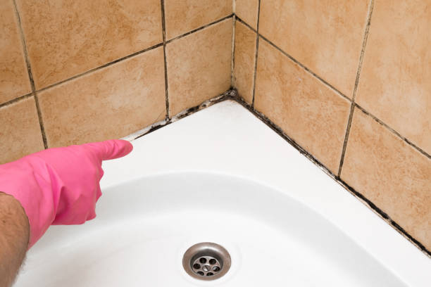 Best Affordable Mold Removal  in Randolph Af, TX